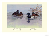 New Zealand Scaup and Tufted Ducks