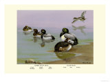 Scaup Duck