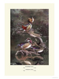 Mandarin and Carolina Ducks