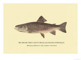 The Brook Trout  Showing Subdued or Early Summer Coloration
