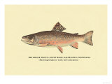 The Brook Trout  Showing Bright or Early Fall Coloration