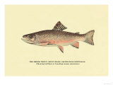 The Brook Trout  Showing Brilliant or Breeding Season Coloration