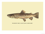 The Brown Trout