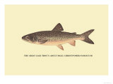 The Great Lake Trout