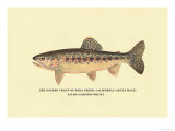 The Golden Trout of Soda Creek