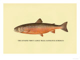 The Sunapee Trout
