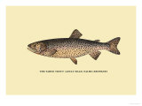 The Tahoe Trout