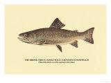 The Brook Trout  Showing Dark or Early Spring Coloration