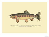 The Golden Trout of Volcano Creek