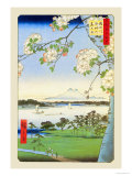Cherry Blossoms