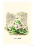 Marguerite
