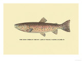 The Red Throat Trout