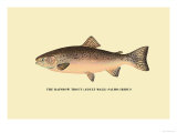 The Rainbow Trout