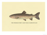 The Steelhead Trout