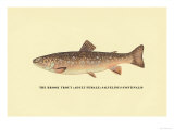 The Brook Trout