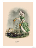 Pavot