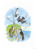 The Kingbird