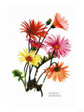 Hybrid Gerbera