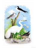 The Great White Egret