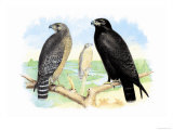 Red Shouldered Hawk