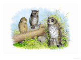 Short-Eared Owl and Screech Owl