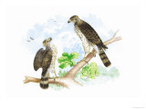 Sharp Skinned Hawk with Broad Wing Hawk