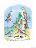 American Lanier Falcon