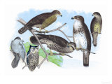 Owls  Buzzards  and Peregrine Falcon