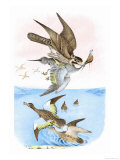 The Wandering Falcon
