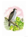 The Black-Cap Hawk