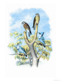 The Sparrow Hawk
