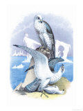 Jer-Falcon