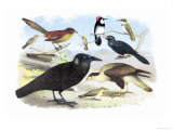 Caracara Eagle  Crow  and Kingfisher