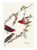 Purple Finch
