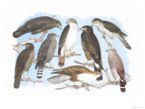 Coopers  Grubers  Harlan and Harris Buzzards  and Chicken Hawk