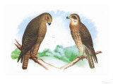 Hen Hawk and Swainson's Hawk