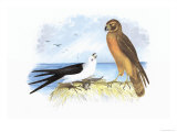 Swallow-Tailed Kite and Marsh Hawk