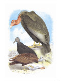 California Condor  Turkey Buzzard  and Carrion Crow