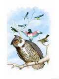 The Great Horned Owl