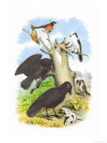 The Raven