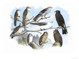 Femerol and Richardson's Falcons  Isabella Hawk  Acadian Owl