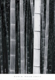 Bamboo no 4  Kyoto