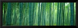 Bamboo Forest  Sagano  Kyoto  Japan