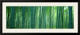 Bamboo Forest  Sagano  Kyoto  Japan