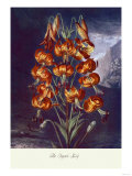 The Superb Lily