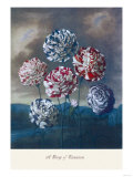 Group of Carnations