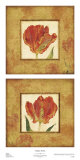 Les Tulipes