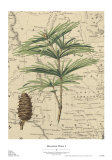 Mountain Pinon I