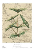 Mountain Pinon II