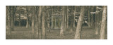 Bluebell Grove with Trees